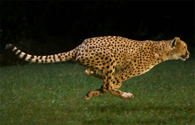 10 loài động vật chạy nhanh nhất thế giới 