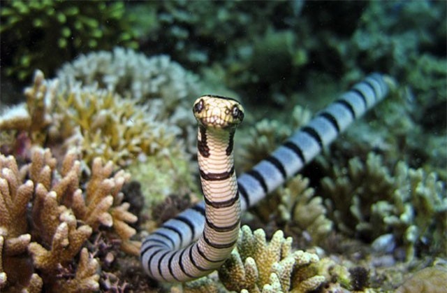 Những loài rắn có nọc độc nguy hiểm nhất thế giới