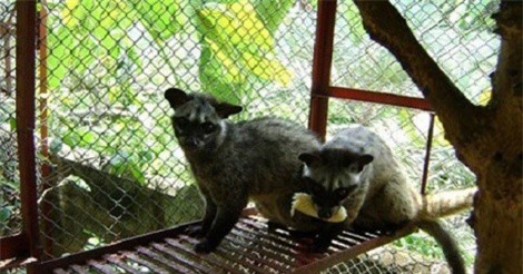 Thu lời gấp hơn 10 lần tiền vốn nhờ nuôi chồn hương