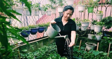 Cô giáo về hưu bày cách chăm sóc vườn rau sân thượng mùa Đông