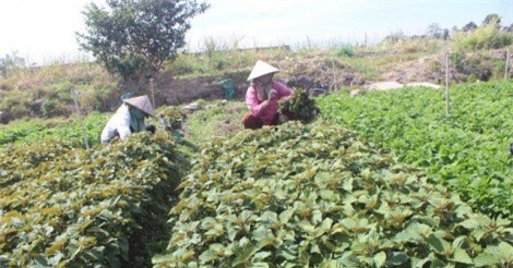 Trồng rau thu trăm triệu đồng mỗi tháng