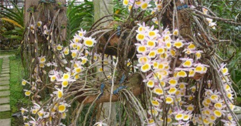 10 loại lan rừng đắt đỏ được ưa chuộng tại Việt Nam