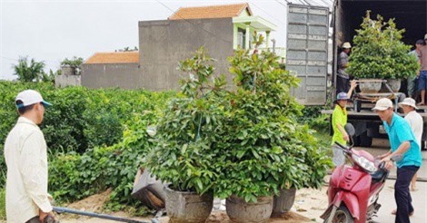 Cây cảnh Tết Mậu Tuất 2018 không đẹp, nhưng vẫn đắt