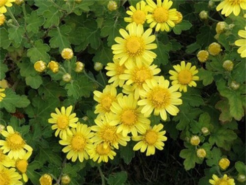 Hoa cúc vàng chữa mất ngủ, huyết áp cao