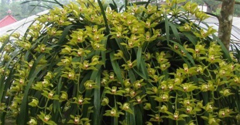 Ngắm 5 chậu lan 1 tỷ đồng chơi Tết của đại gia Hà Nội 