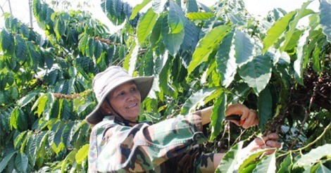 Nhà nông tỷ phú ở Kon Tum