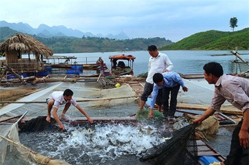 Quỳnh Nhai (Sơn La): Nỗ lực giảm nghèo, đẩy mạnh phát triển kinh tế
