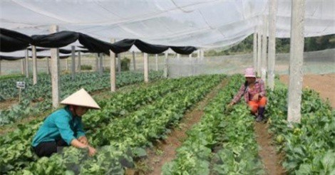 Bộ Nông nghiệp sẽ bãi bỏ, sửa đổi 118 điều kiện đầu tư kinh doanh