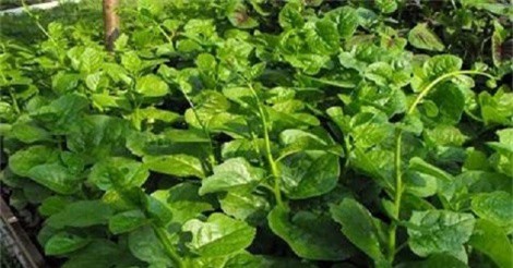 Giật mình trước những tác hại ít biết từ rau mồng tơi