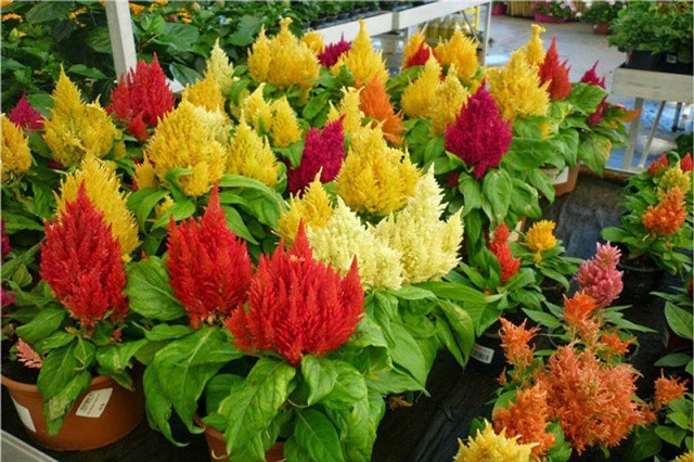 Kinh nghiệm trồng cây mào gà vừa cho hoa vừa làm thuốc