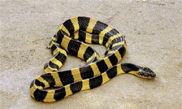 Loài rắn độc của Việt Nam khiến lính Mỹ khiếp sợ