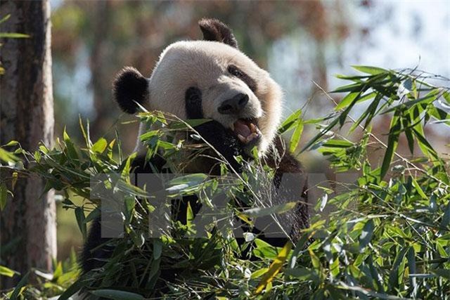 Trung Quốc sản xuất giấy vệ sinh từ phân gấu trúc và lá tre