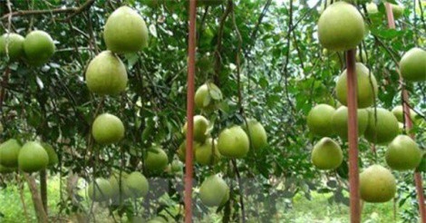 Đồng Nai: Bưởi đặc sản giá 1,7 triệu/trái vẫn "cháy hàng"