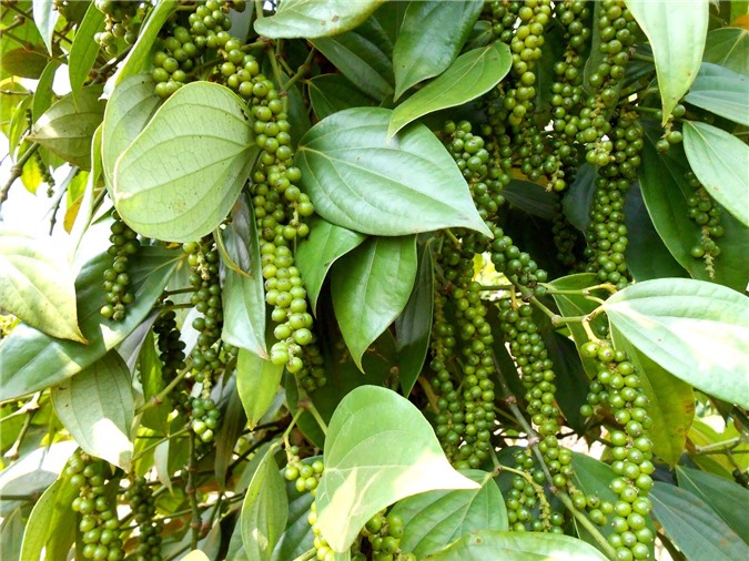 Giá tiêu có xu hướng giảm và cà phê tăng nhẹ