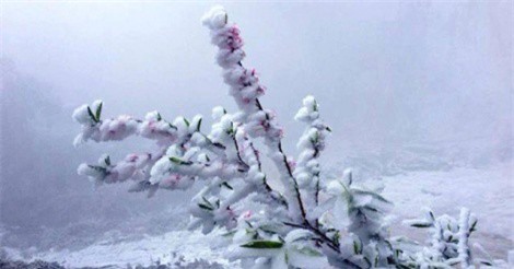 DỰ BÁO THỜI TIẾT (11/1): Băng giá tràn ngập Bắc Bộ, đỉnh Mẫu Sơn nhiệt độ xuống âm