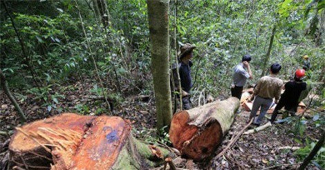 Kiểm lâm Tam Đảo "giữ rừng tốt", gỗ quý vẫn bị “xẻ thịt”