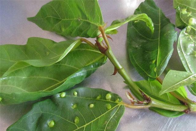 Những công dụng chữa bệnh cực hay từ lá sung