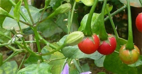 Tác dụng giải rượu, bia của cà gai leo mà ít ai biết đến