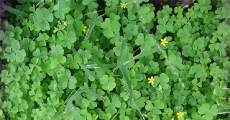 Bài thuốc chữa viêm họng "thần kỳ" từ chua me đất hoa vàng