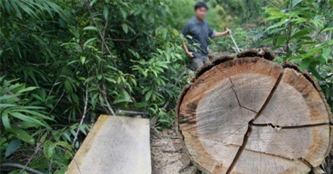 Buôn gỗ “làm luật” với kiểm lâm để “xẻ thịt” gỗ quý
