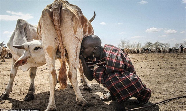 Giải mã tập tục uống sữa trực tiếp từ vú bò của bộ lạc châu Phi