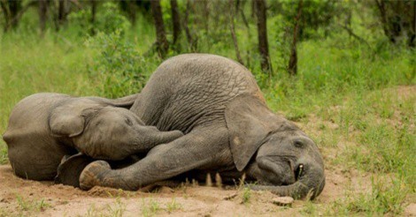 Clip: Loại trái cây lạ, có thể khiến voi say “cắm đầu”