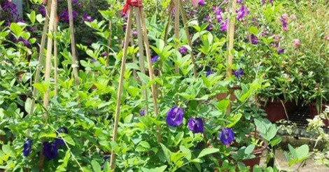 Kinh nghiệm trồng hoa đậu biếc vừa làm cảnh lại trị "bách bệnh" tại nhà