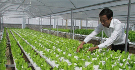 Kỹ sư công nghệ thông tin bỏ lương 25 triệu/tháng, về trồng rau thủy canh
