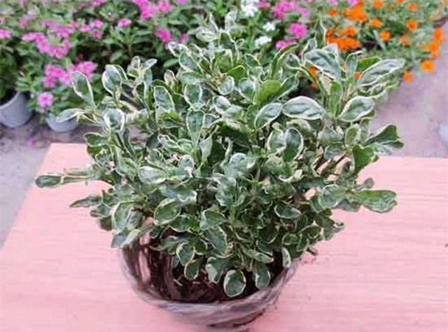 Kỹ thuật trồng cây cẩm thạch đón "may mắn, tài lộc" năm mới