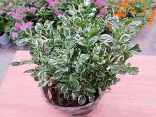 Kỹ thuật trồng cây cẩm thạch đón "may mắn, tài lộc" năm mới
