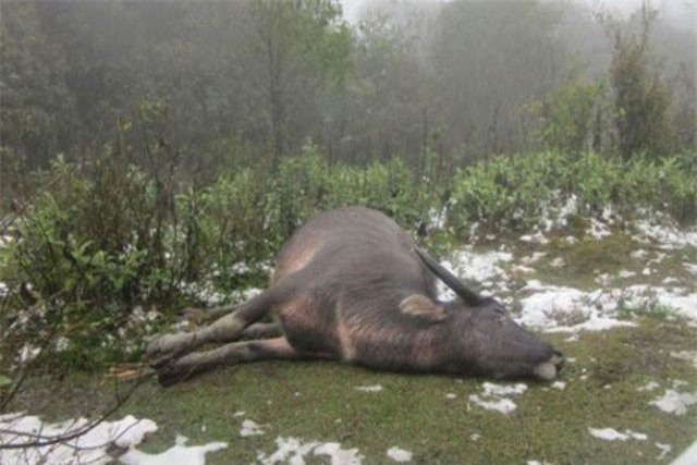 Người dân Bắc Bộ điêu đứng vì rét hại khiến trâu bò chết hàng loạt