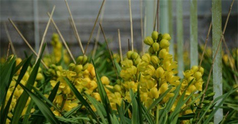 Người dân Đà Lạt “điêu đứng” vì địa lan nở quá sớm