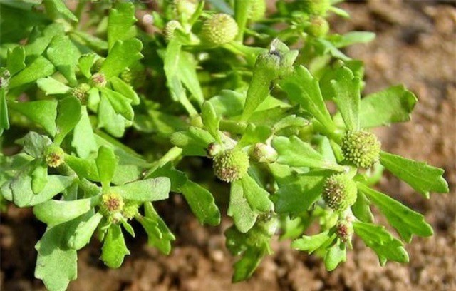 Cây cóc mẳn chữa viêm mũi dị ứng cực hiệu quả