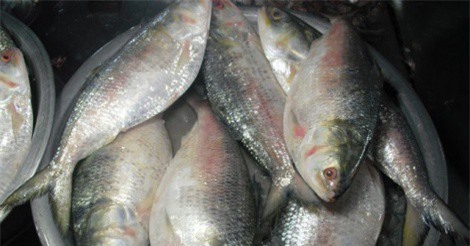 Những lợi ích không ngờ từ cá cháy