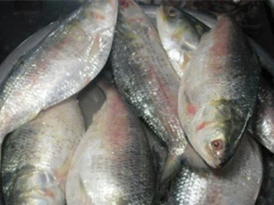 Những lợi ích không ngờ từ cá cháy