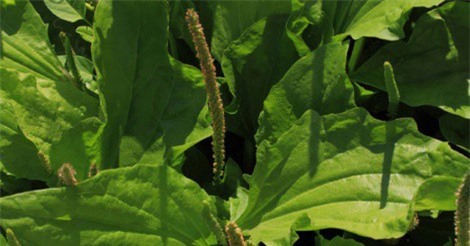 Mã đề - loại cây vừa ngừa ung thư lại giúp cai thuốc lá