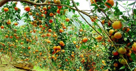 Nâng cao giá trị thương hiệu cam sành Hàm Yên bằng tiêu chuẩn VietGAP