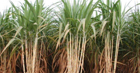 Nông dân Gia Lai thất thu vì giá mía thấp