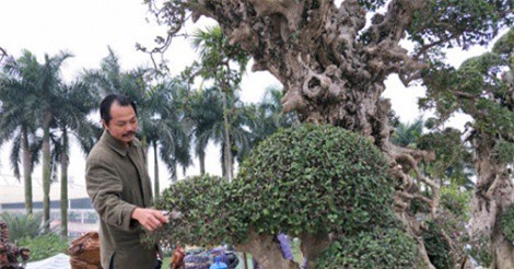 Tận thấy cây duối cổ giá 20 tỷ đồng ở Ninh Bình