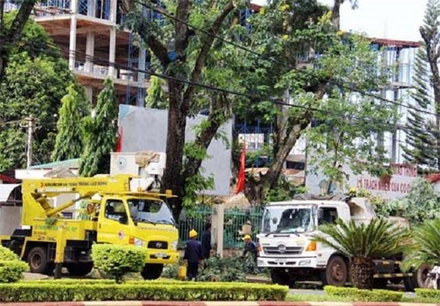 Từ ngày 15/1/2018: Tự ý chặt cây xanh ở đô thị có thể bị phạt từ 20-30 triệu đồng