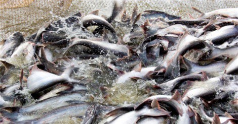 Việt Nam xuất khẩu thành công lô thủy sản đầu tiên năm 2018