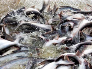 Việt Nam xuất khẩu thành công lô thủy sản đầu tiên năm 2018