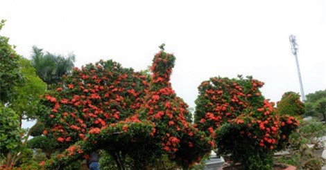 Chiêm ngưỡng cặp chim công mẫu đơn khổng lồ giữa Hà Nội