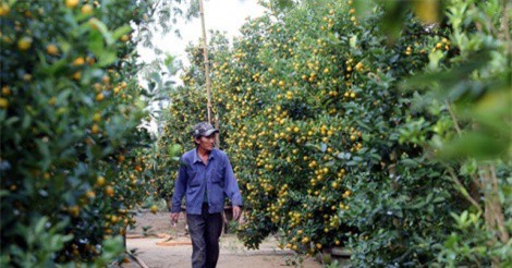 Lão nông kiếm tiền tỷ nhờ trồng quất cổ thụ phục vụ Tết