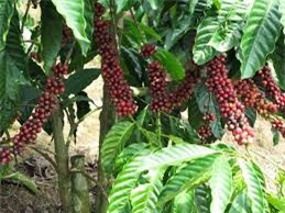  Giá cà phê tăng nhẹ và tiêu giảm kỷ lục