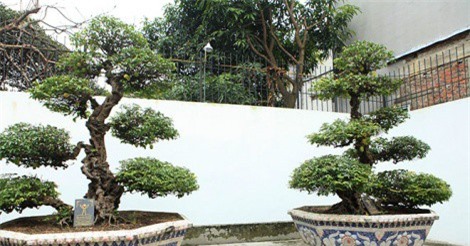 "Tận mục" cặp khế cảnh hơn 400 năm tuổi được cho là của vua Gia Long