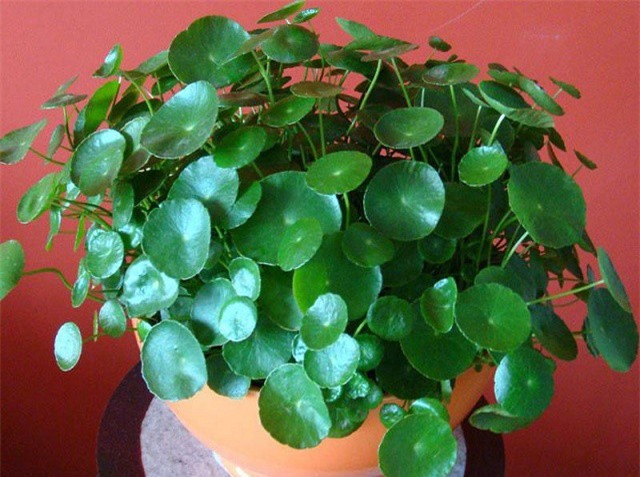 "Bật mí" kinh nghiệm trồng cỏ đồng tiền vừa làm cảnh, vừa làm rau tại nhà