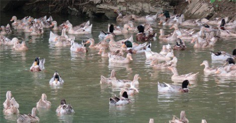 Triển lãm quốc tế nông nghiệp 3 trong 1 lần đầu tiên tại Việt Nam