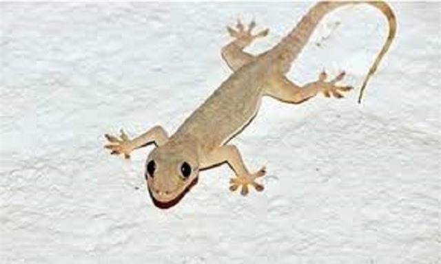 Bất ngờ với công dụng chữa hen suyễn, co giật từ thạch sùng