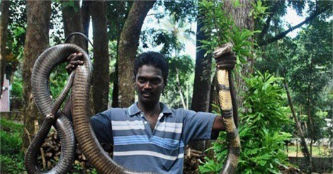 "Dựng tóc gáy" khi ghé thăm vùng đất của bầy rắn hổ chúa khổng lồ